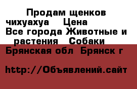 Продам щенков чихуахуа  › Цена ­ 10 000 - Все города Животные и растения » Собаки   . Брянская обл.,Брянск г.